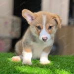 Corgi Trắng Vàng