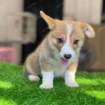 Corgi Trắng Vàng