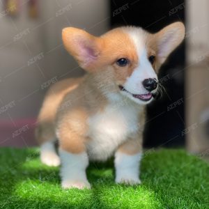 Corgi Trắng Vàng