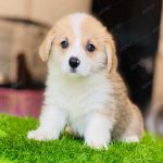 Corgi Trắng Vàng