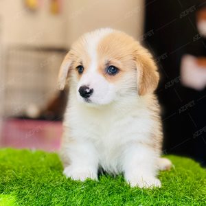 Corgi Trắng Vàng