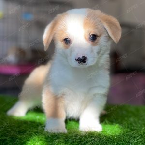 Corgi Trắng Vàng