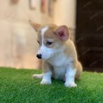 Corgi Trắng Vàng