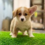 Corgi Trắng Vàng