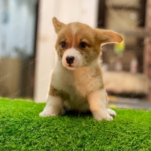Corgi Trắng Vàng