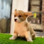 Corgi Trắng Vàng