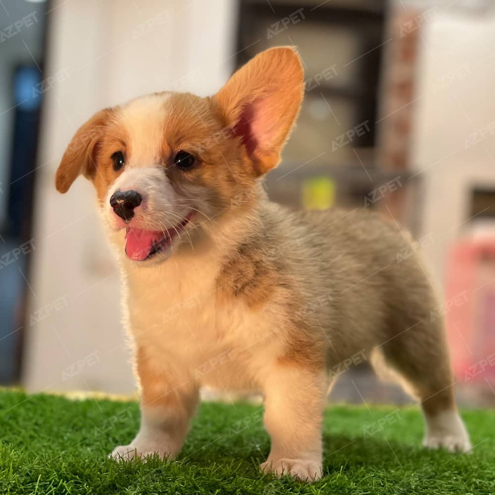 Corgi Trắng Vàng