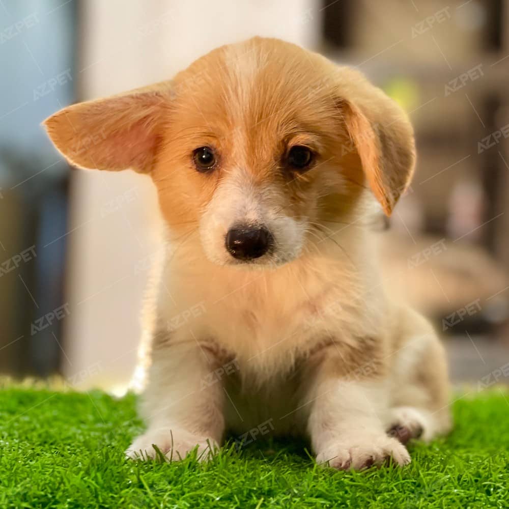 Corgi Trắng Vàng