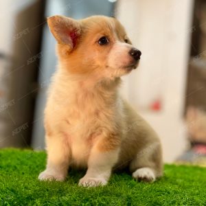 Corgi Trắng Vàng