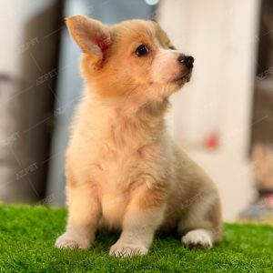 Corgi Trắng Vàng