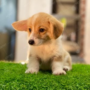 Corgi Trắng Vàng