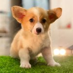 Corgi Trắng Vàng