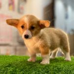 Corgi Trắng Vàng