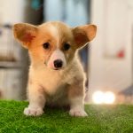 Corgi Trắng Vàng