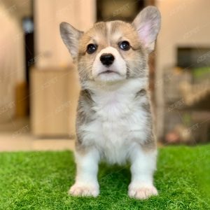 Corgi Trắng Vàng