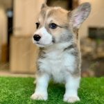 Corgi Trắng Vàng