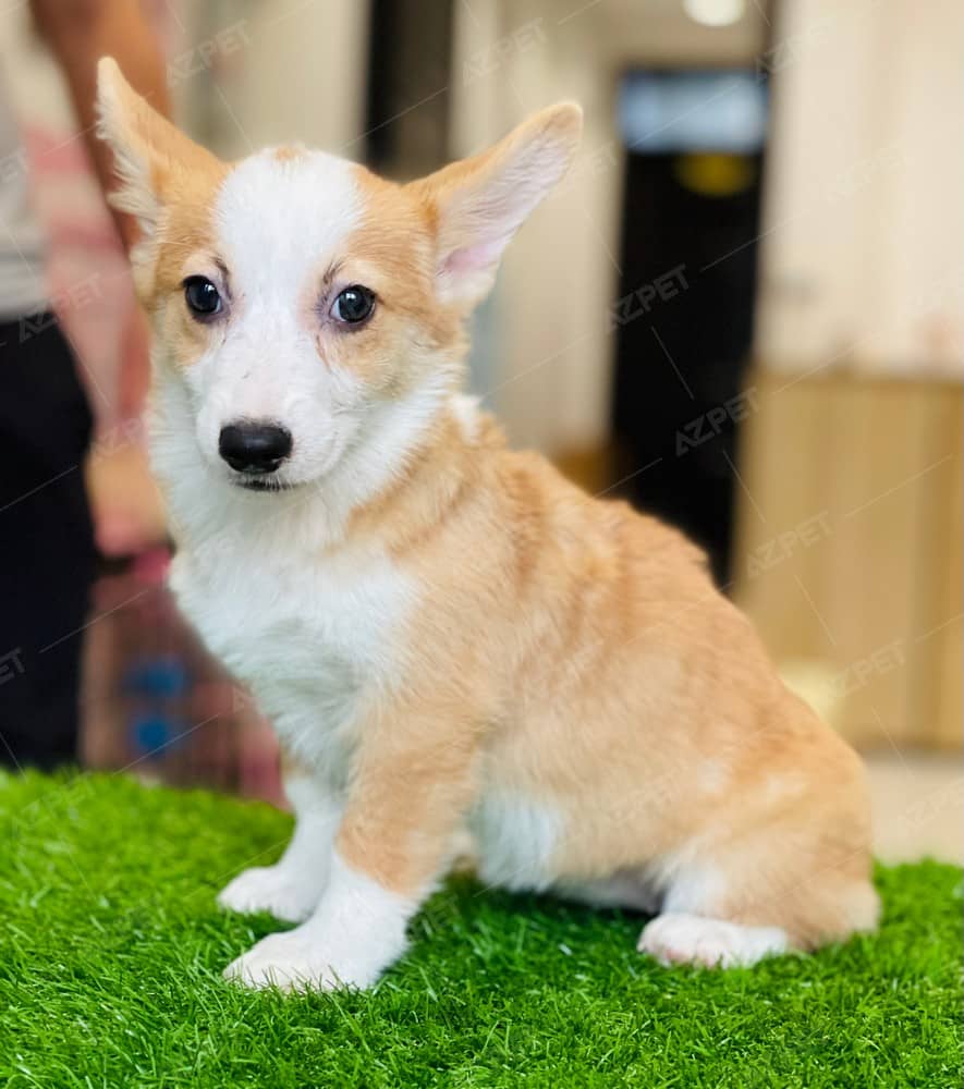 Corgi Trắng Vàng