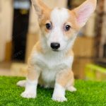 Corgi Trắng Vàng