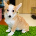 Corgi Trắng Vàng