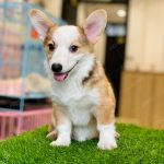 Corgi Trắng Vàng