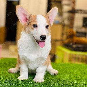 Corgi Trắng Vàng