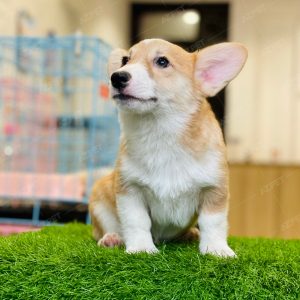 Corgi Trắng Vàng