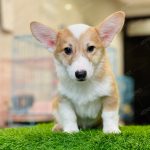 Corgi Trắng Vàng