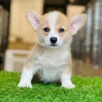 Corgi Trắng Vàng