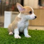 Corgi Trắng Vàng
