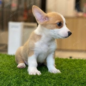 Corgi Trắng Vàng
