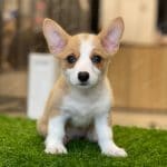Corgi Trắng Vàng