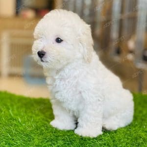 Poodle Toy Trắng