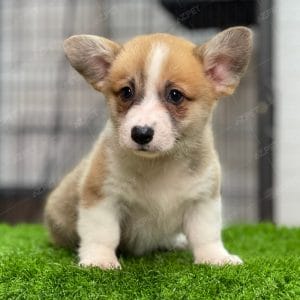 Corgi Trắng Vàng