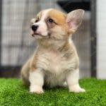 Corgi Trắng Vàng