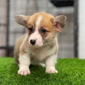 Corgi Trắng Vàng