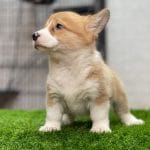 Corgi Trắng Vàng