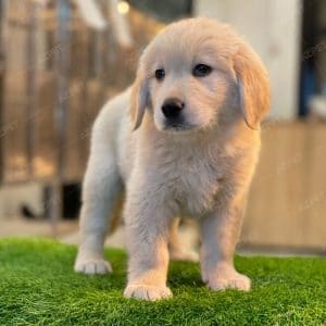 Golden Vàng