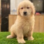 Golden Vàng