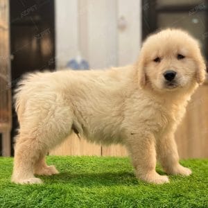 Golden Vàng