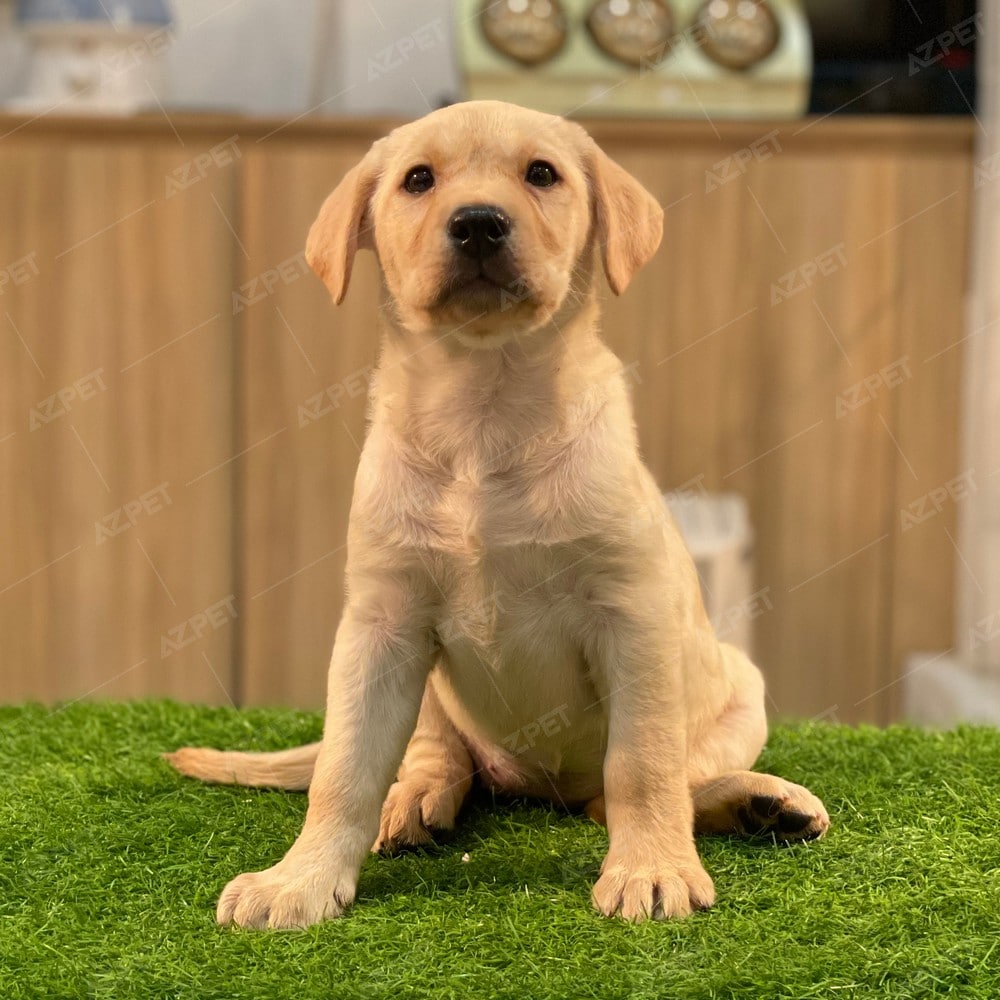 Labrador Vàng