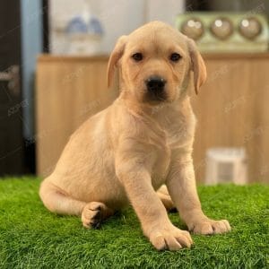 Labrador Vàng