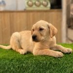 Labrador Vàng