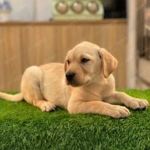 Labrador Vàng