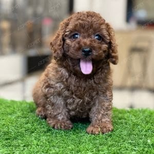 Poodle Toy Nâu Đỏ