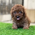 Poodle Toy Nâu Đỏ