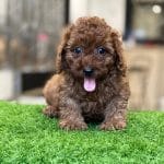 Poodle Toy Nâu Đỏ