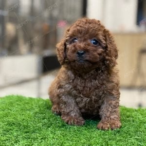 Poodle Toy Nâu Đỏ