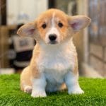 Corgi Trắng Vàng