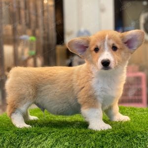 Corgi Trắng Vàng