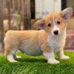 Corgi Trắng Vàng